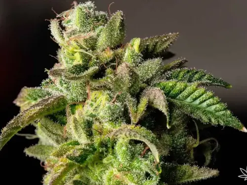 Orange Sherbet Auto – puissance d’agrumes et douceur crémeuse